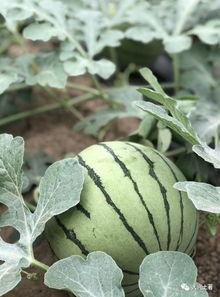 吃瓜的康县网红,揭秘网络红人的魅力与争议  第2张