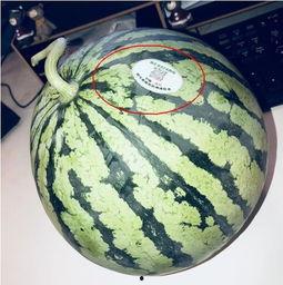 酒店网红吃瓜,揭秘幕后真相与网络热议