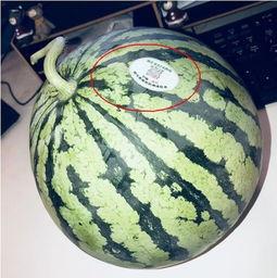 吃瓜网红套餐,网红爆款！揭秘吃瓜网红套餐的火爆魅力