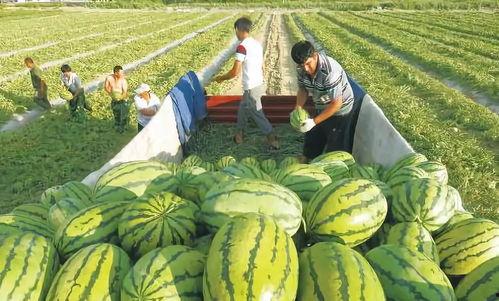 认真吃瓜网红图片,揭秘“认真吃瓜网红”的爆红之路 第3张 认真吃瓜网红图片,揭秘“认真吃瓜网红”的爆红之路 第3张