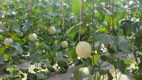 瓜网吃瓜入口,揭秘娱乐圈幕后真相