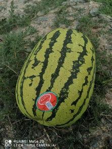 瓜网吃瓜入口,揭秘娱乐圈幕后真相 第2张 瓜网吃瓜入口,揭秘娱乐圈幕后真相 第2张