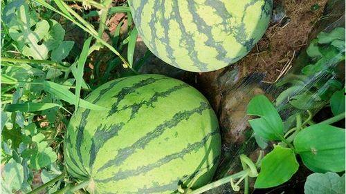 瓜网吃瓜入口,揭秘娱乐圈幕后真相 第3张 瓜网吃瓜入口,揭秘娱乐圈幕后真相 第3张