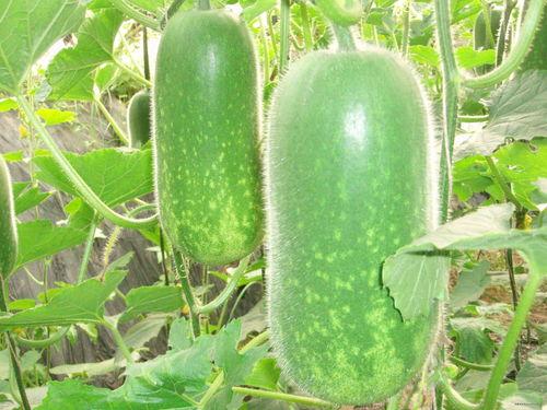 吃瓜网90cgcn,吃瓜网90cgcn带你领略新时代网络热点  第2张