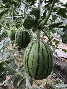 吃瓜知名 网红有哪些  第3张