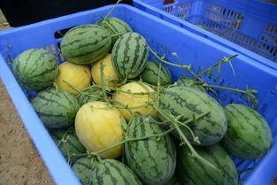 微信吃网红瓜群,网红瓜子的狂欢盛宴 第2张 微信吃网红瓜群,网红瓜子的狂欢盛宴 第2张