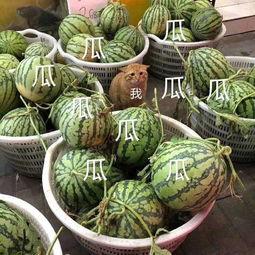 娱乐搬料吃瓜 第2张 娱乐搬料吃瓜 第2张