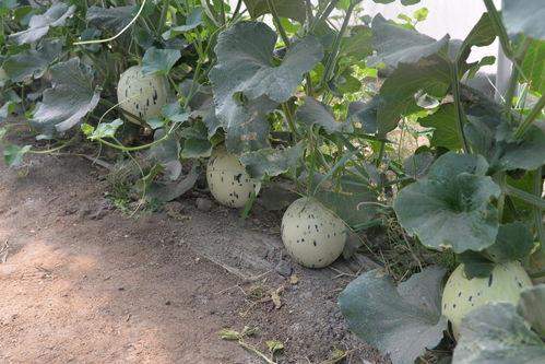 甘肃马滩吃瓜网  第2张