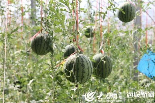 湘潭网红吃瓜事件视频,一场网络热议的幕后真相揭秘  第3张